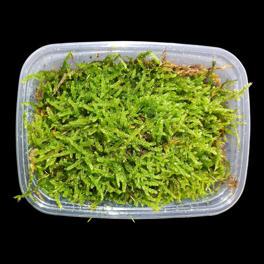 Zypressenschlafmoos (Hypnum cupressiforme)