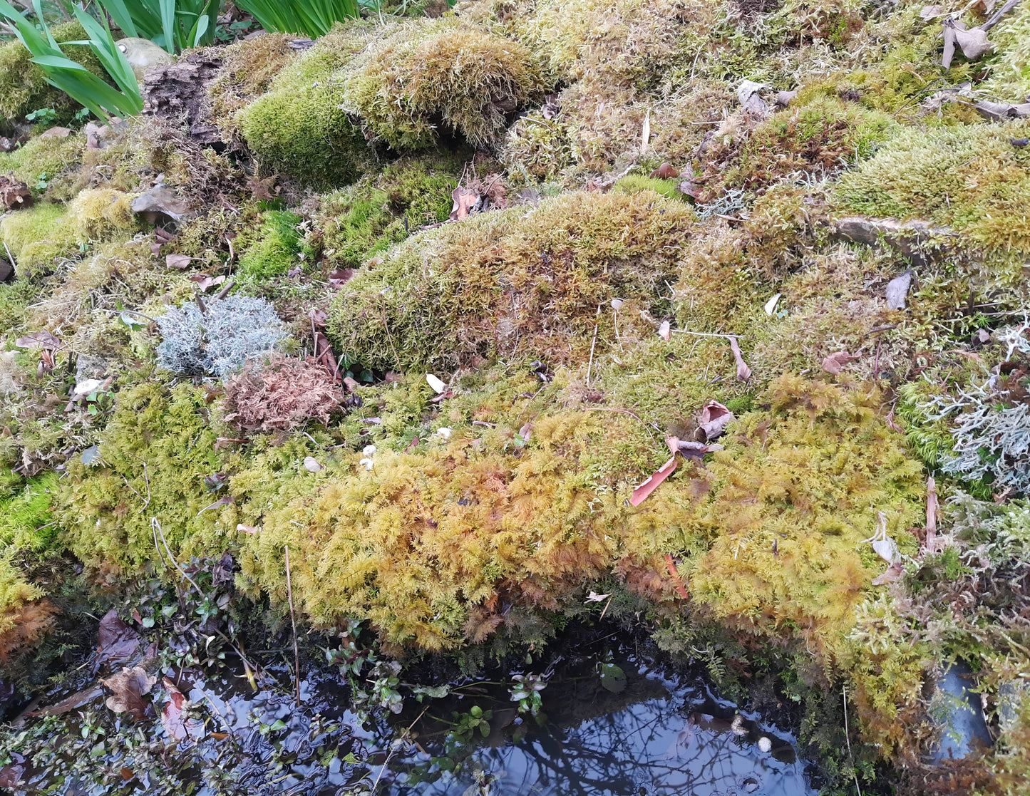 Rhytidiadelphus loreus Schöner Runzelpeter
