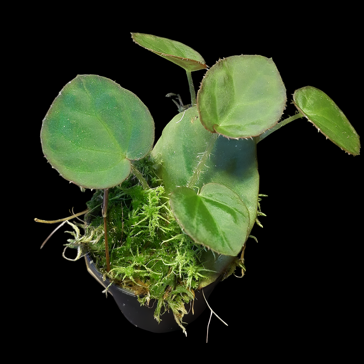 Rarität! Begonia rockii
