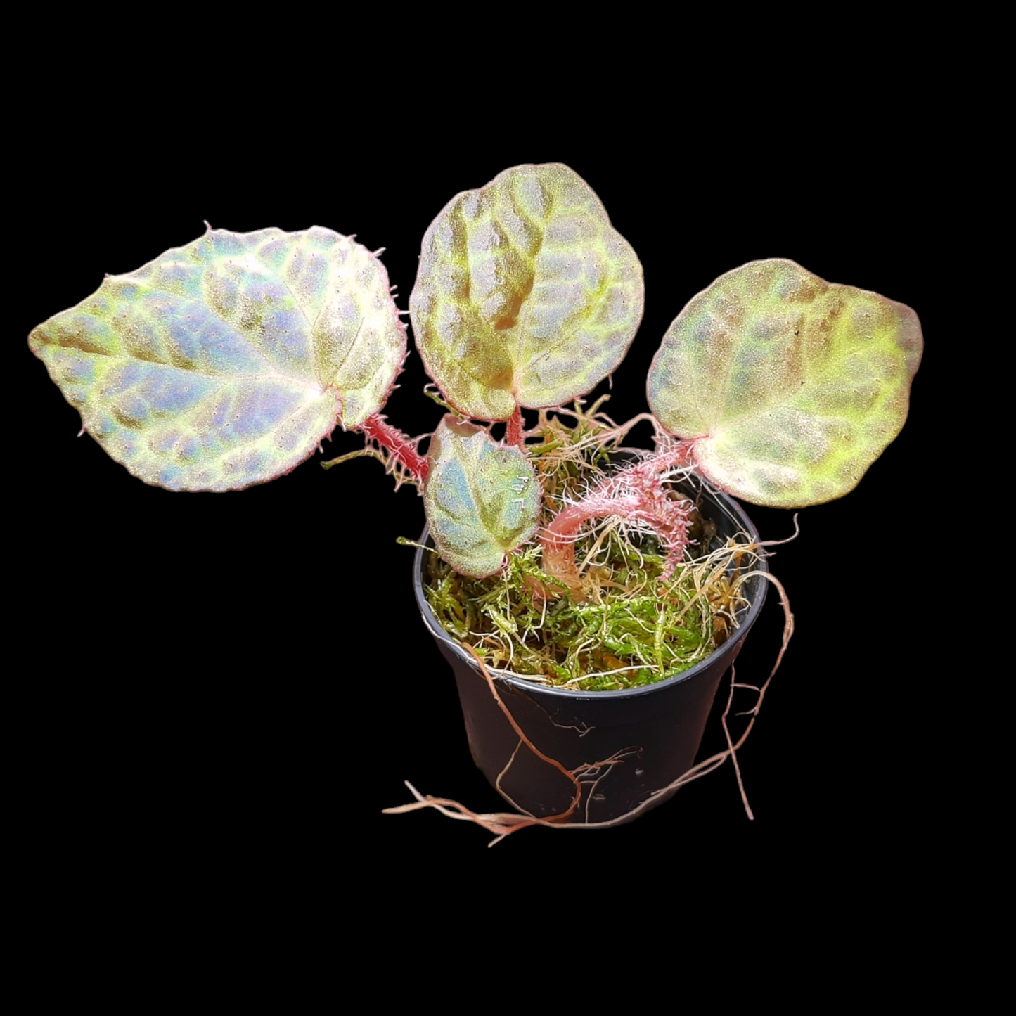 RaritÀt! Begonia rockii