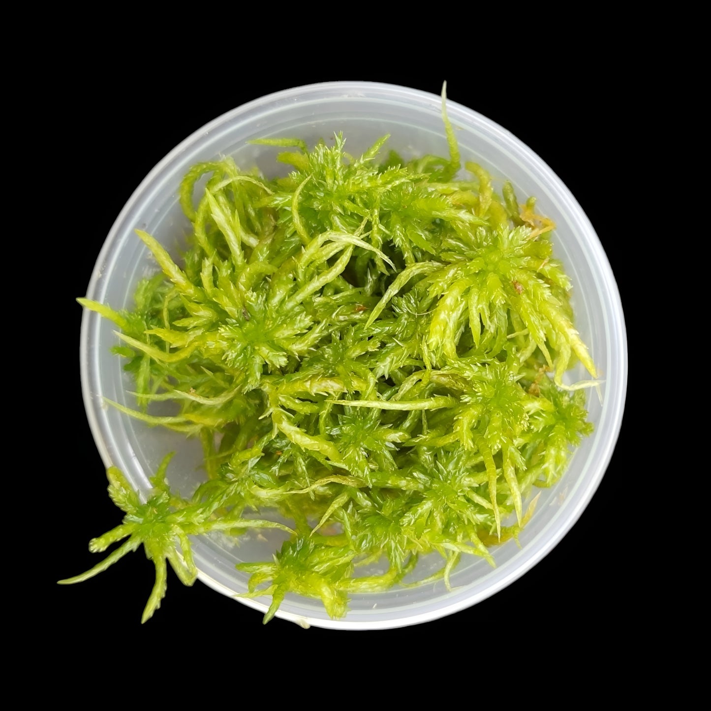 Sphagnummoos in 80ml Dose, schwarzer Hintergrund