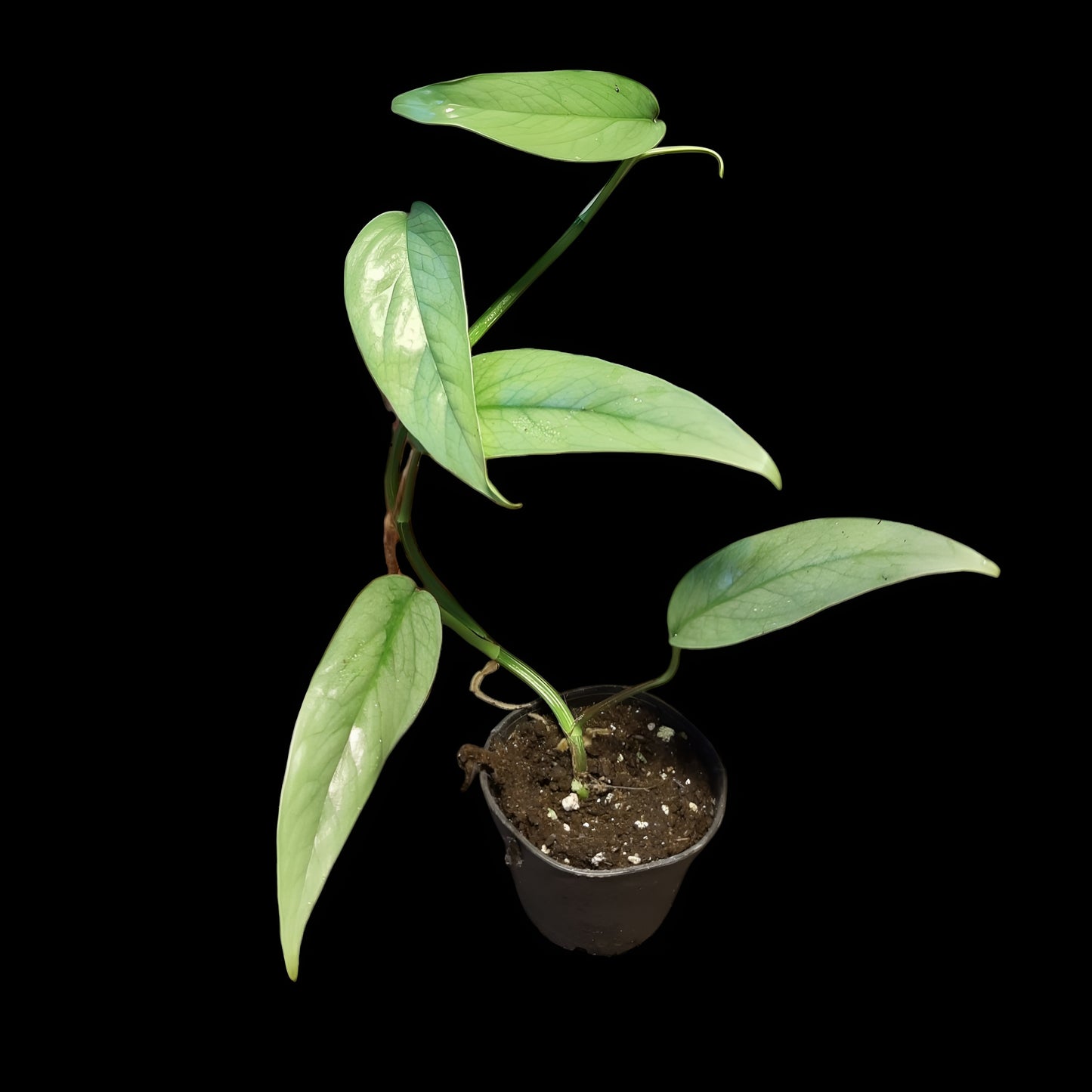 Efeutute, Epipremnum "Cebu Blue"