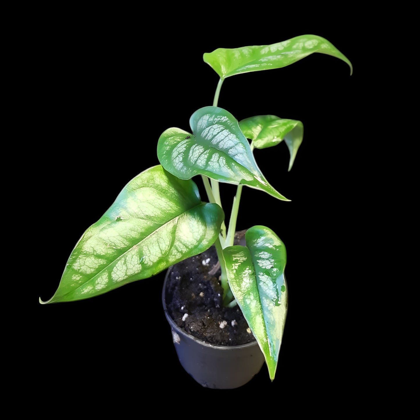 Monstera siltepecana