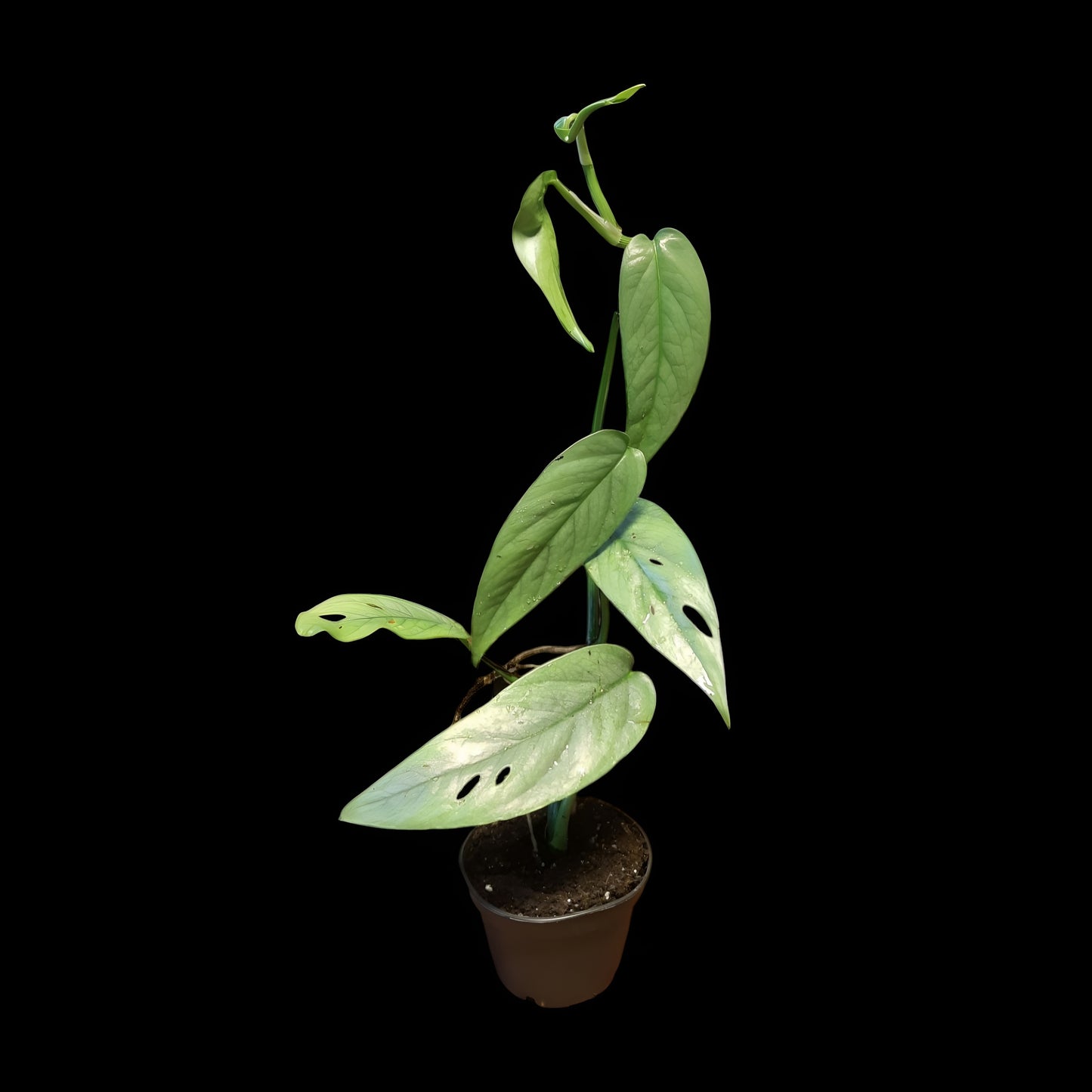 Efeutute, Epipremnum "Cebu Blue"