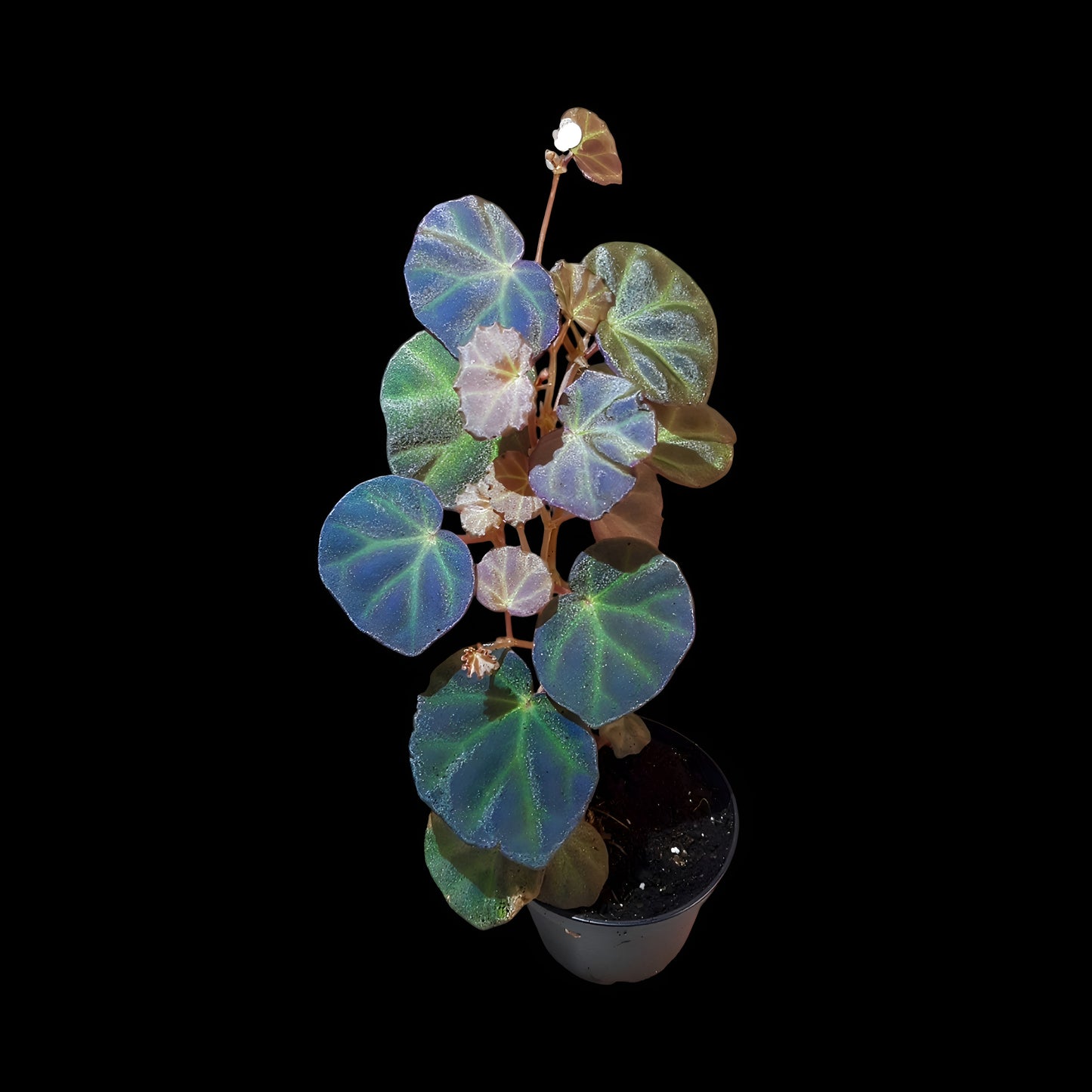 Rarität! Begonia sarawak, Terrarien - Begonie