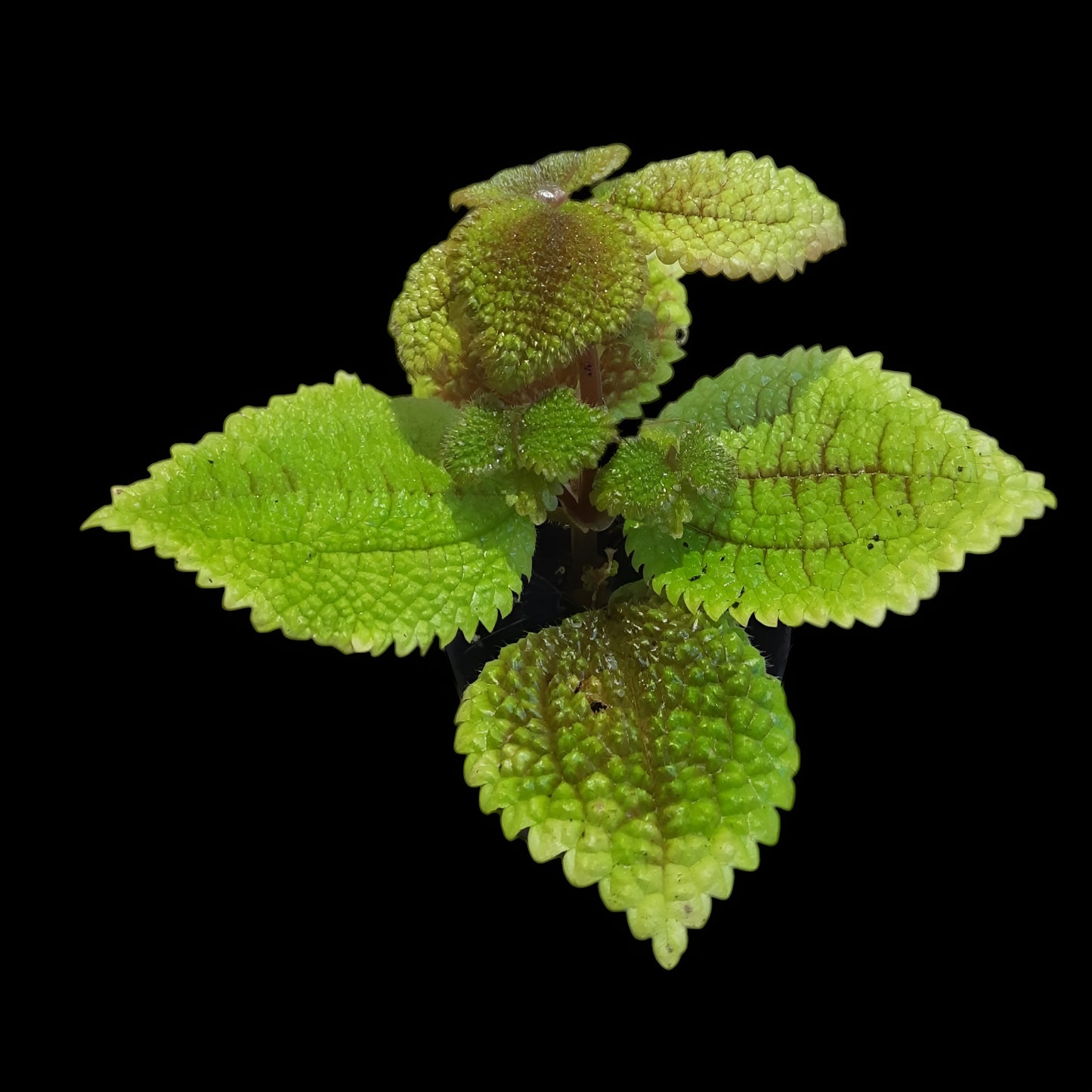Pilea involucrata, Moon valley