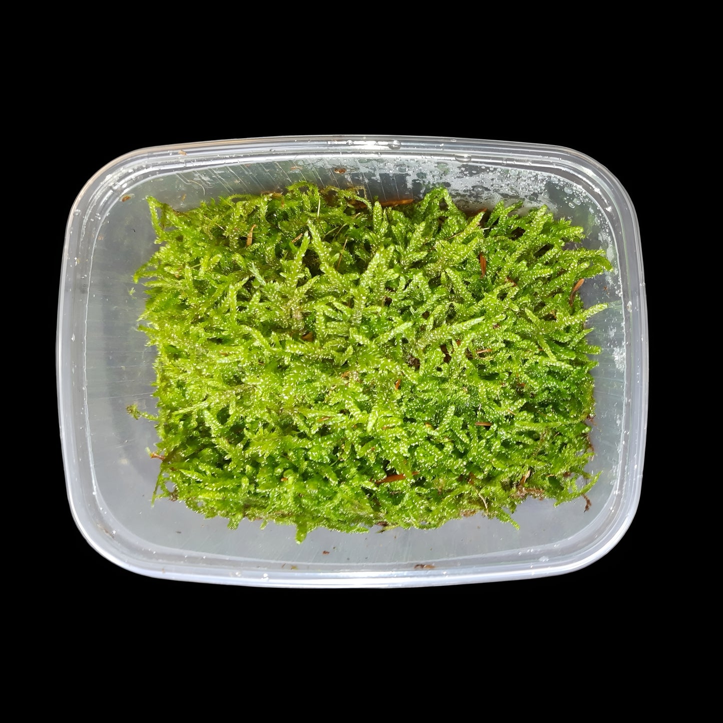 Zypressenschlafmoos (Hypnum cupressiforme)