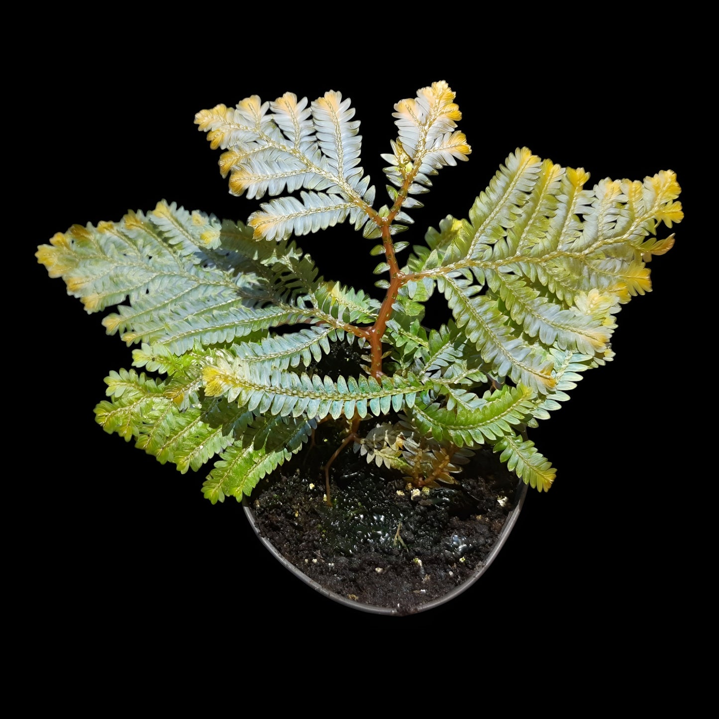 Selaginella willdenowii