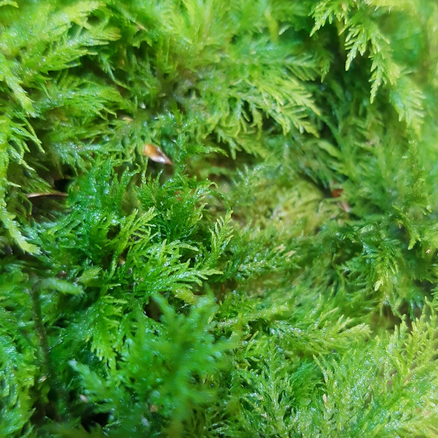 Thuja Moos, (Thuidium tamariscinum)