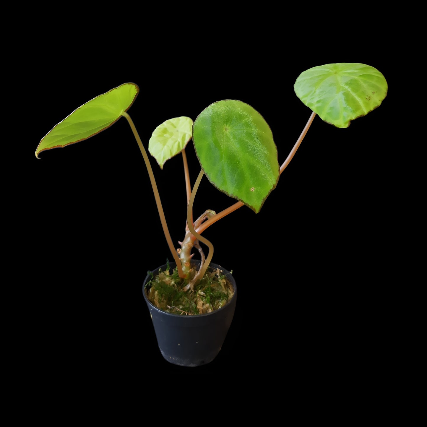 Begonia scapigera