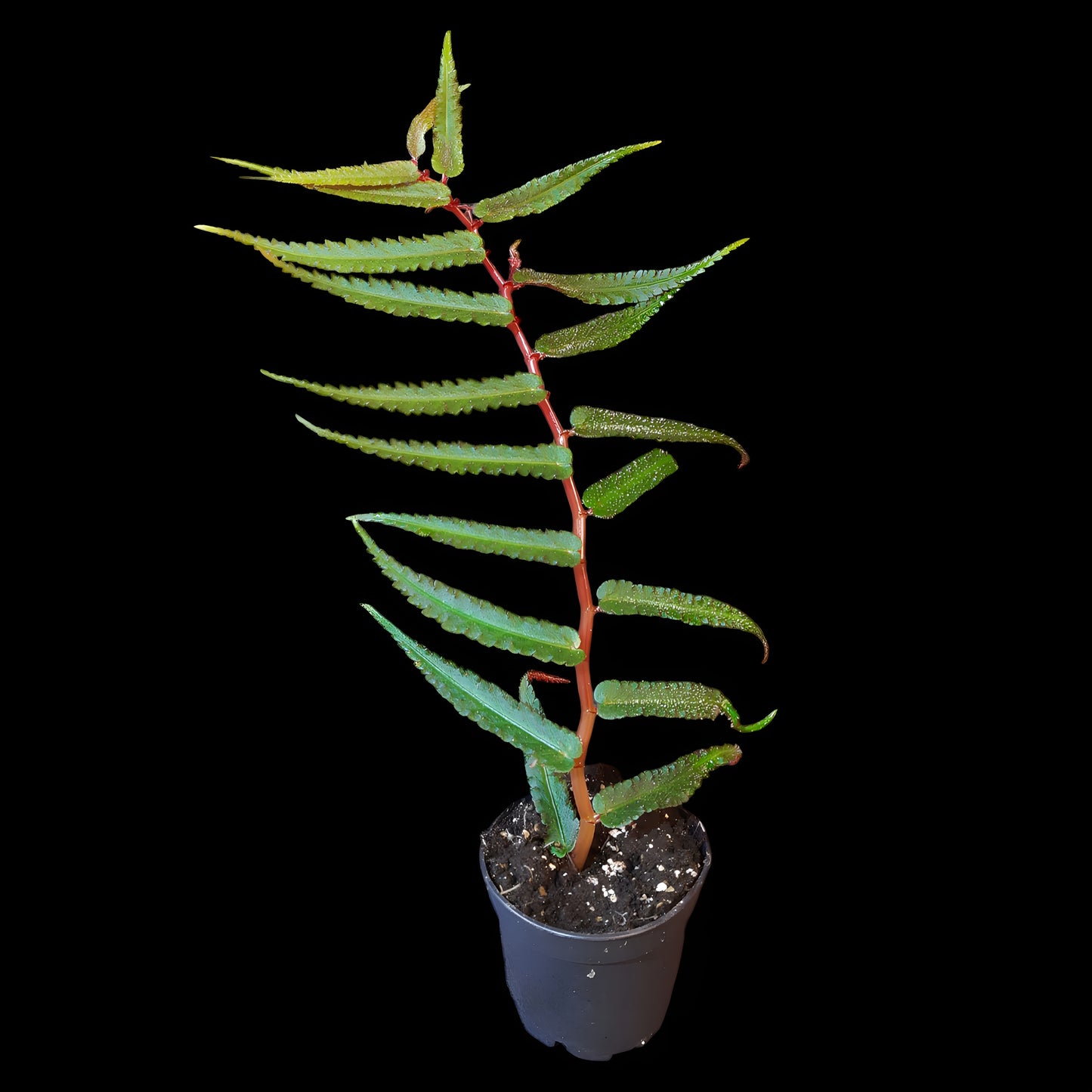 Begonia pteridiformis 'Red' 'dark'