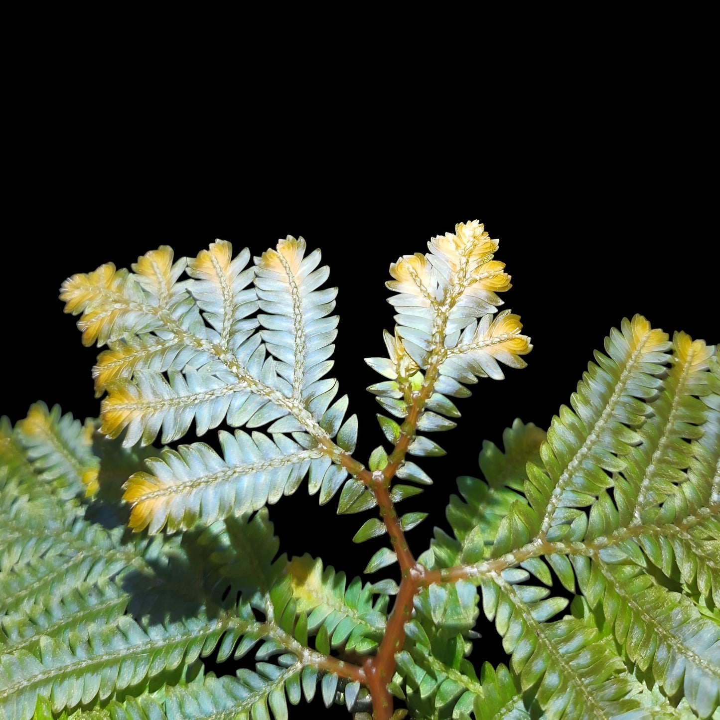 Selaginella willdenowii