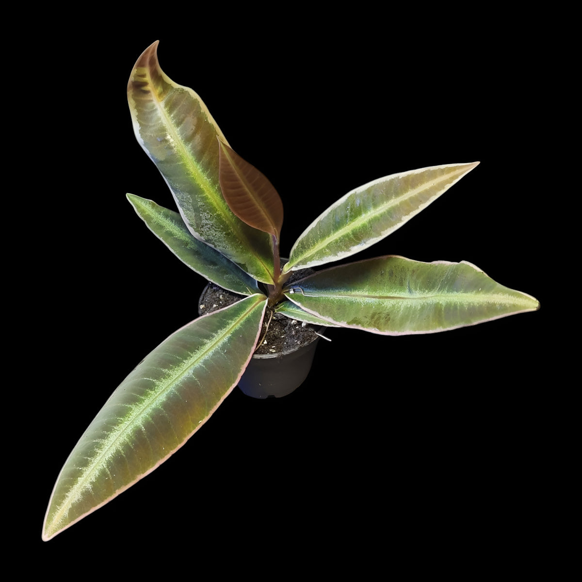 Labisia pumila