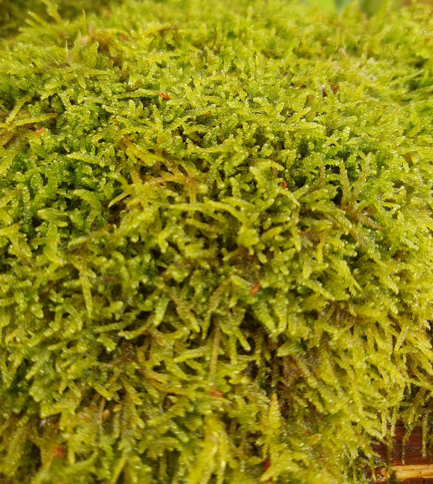 Zypressenschlafmoos (Hypnum cupressiforme)