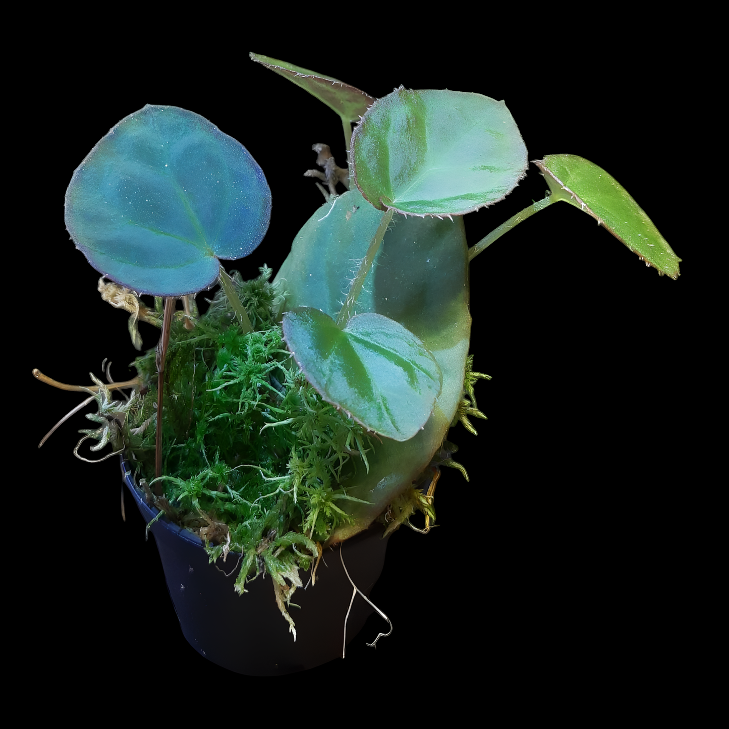 Rarität! Begonia rockii