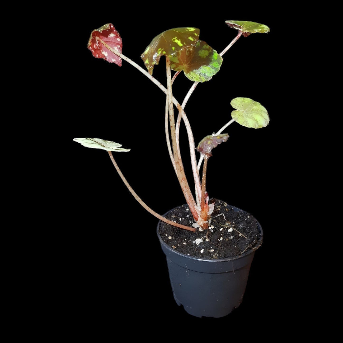 Begonia bowerae tiger