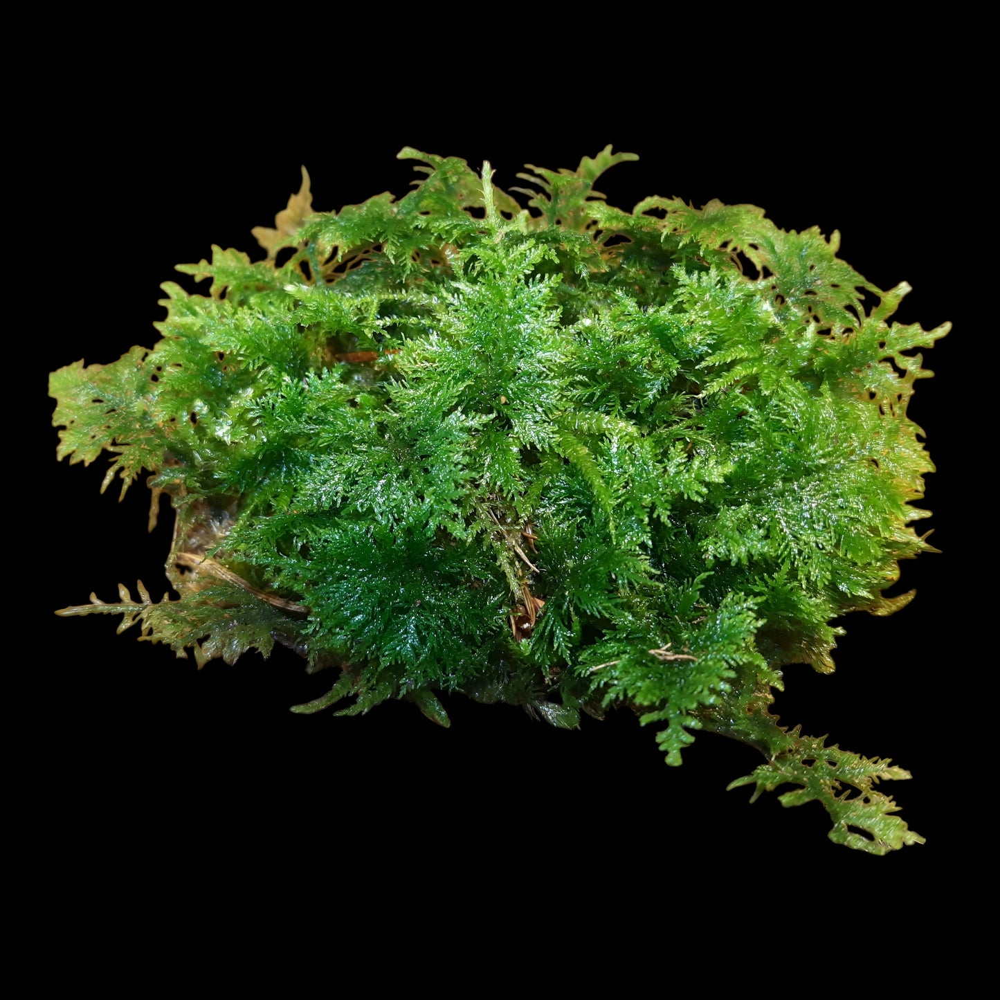 Thuja Moos, (Thuidium tamariscinum)