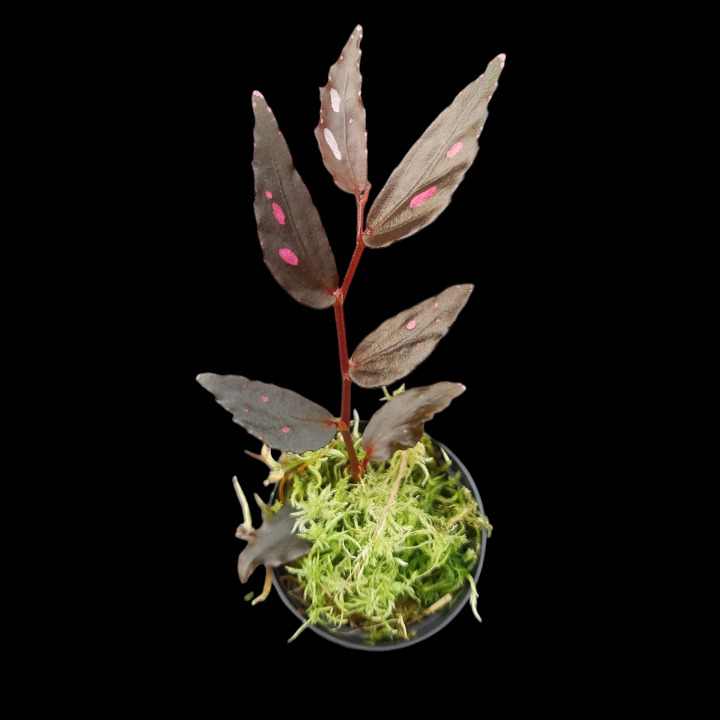 RaritÀt! Begonia julau "Typ 2"