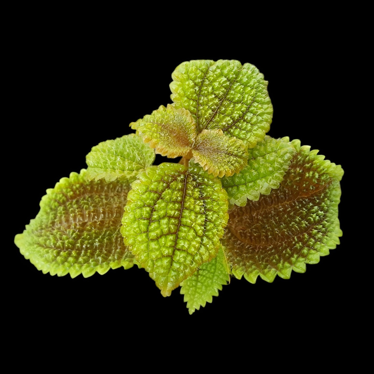 Pilea involucrata, Moon valley