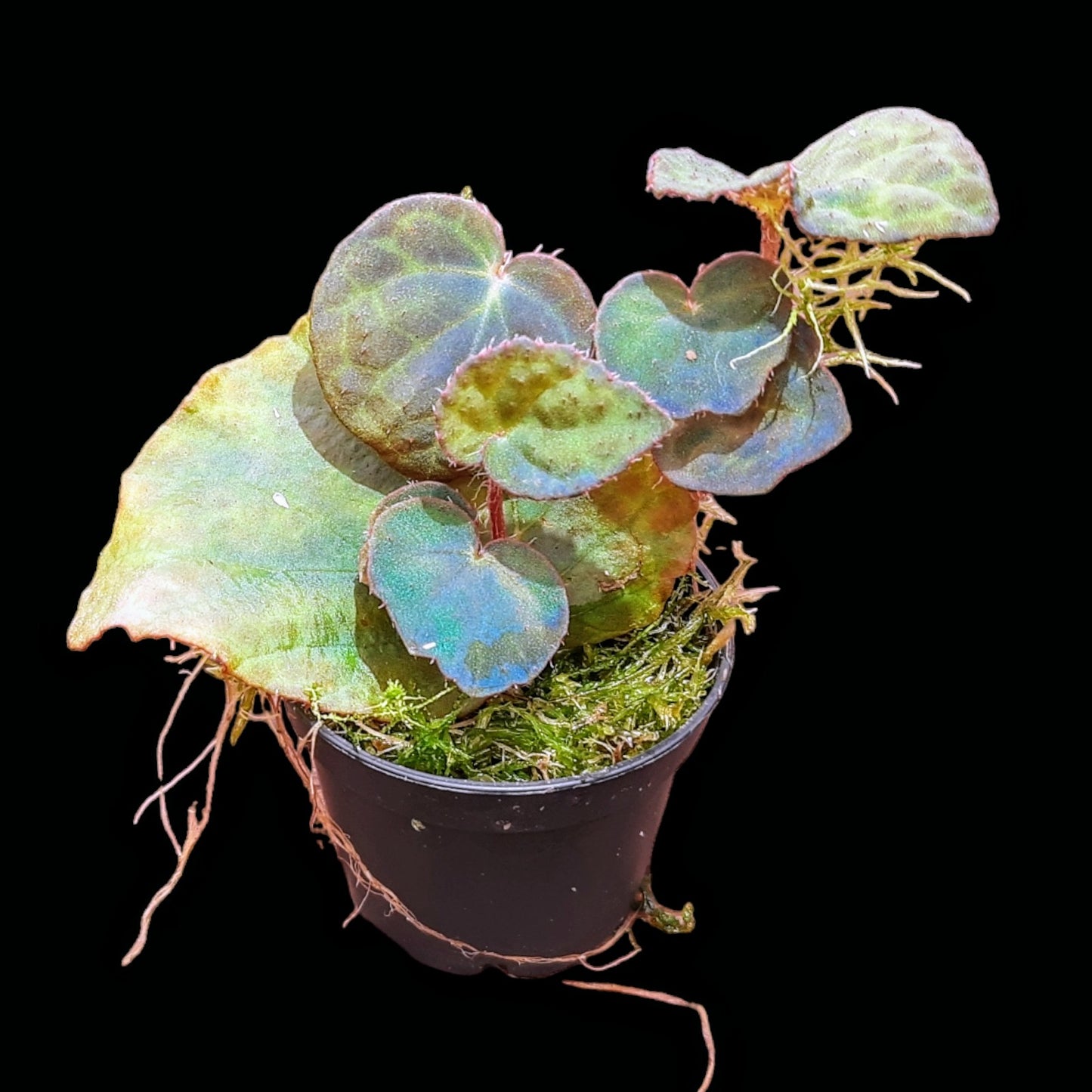 RaritÀt! Begonia rockii