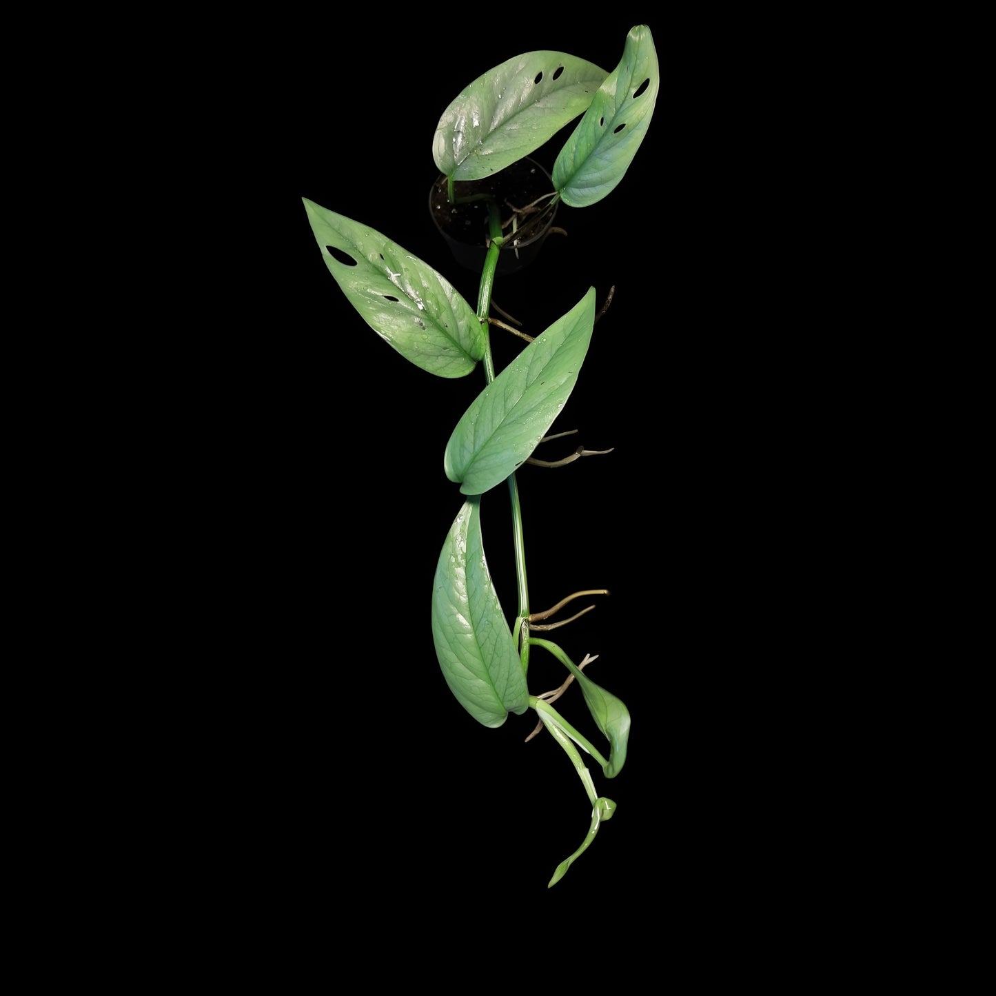 Efeutute, Epipremnum "Cebu Blue"
