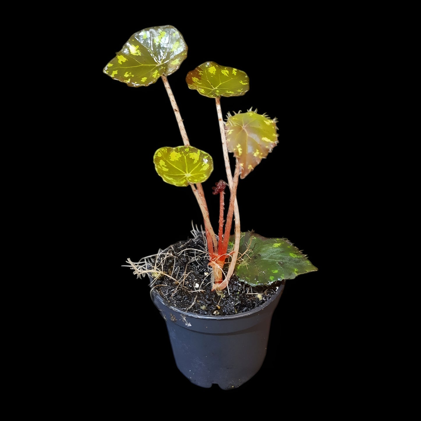 Begonia bowerae tiger