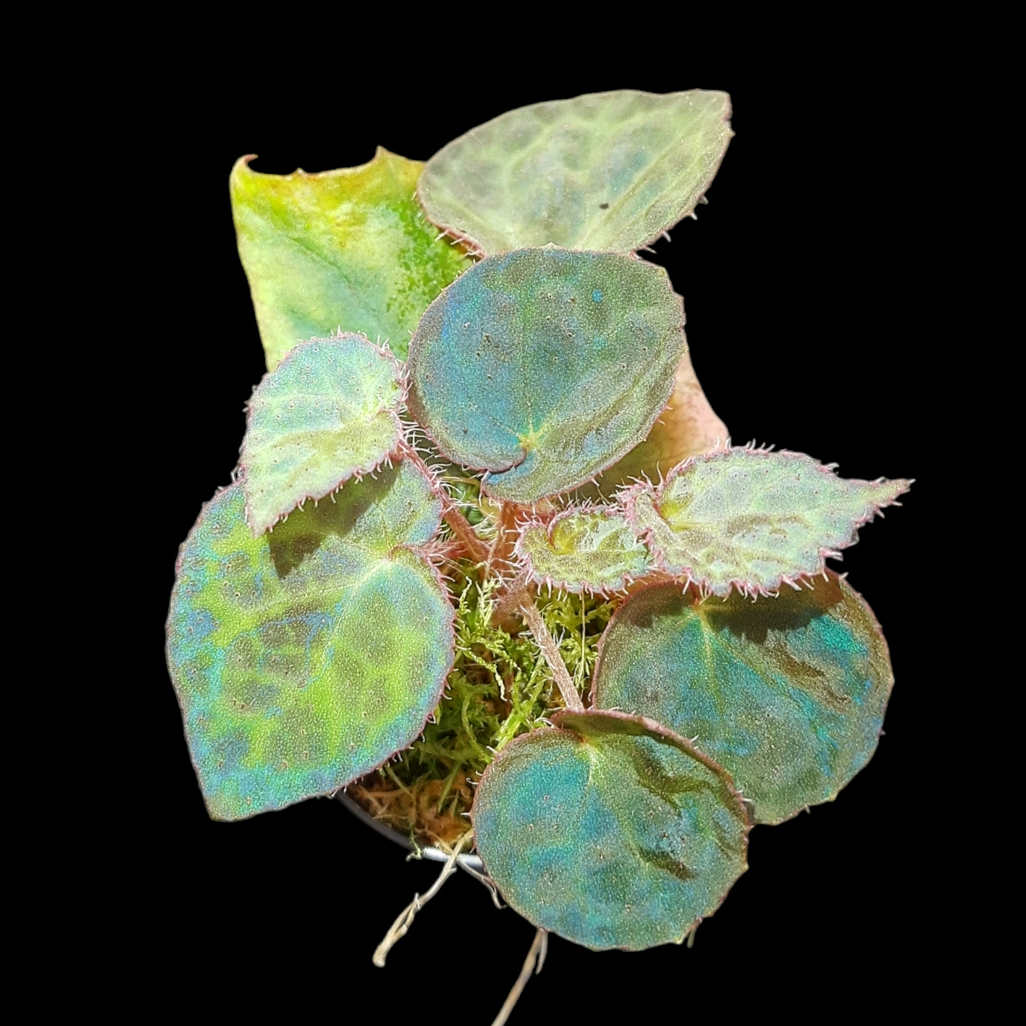 RaritÀt! Begonia rockii