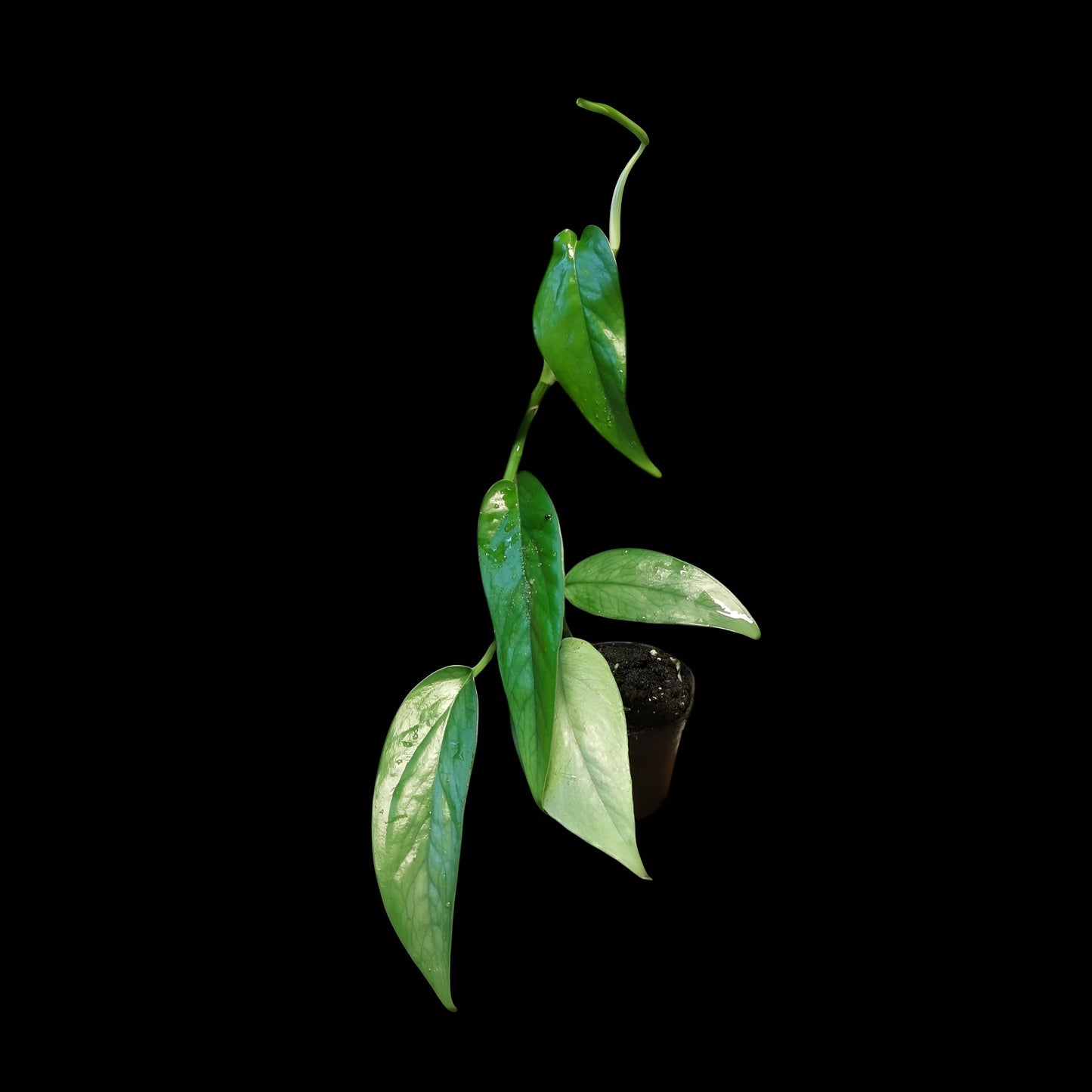 Efeutute, Epipremnum "Cebu Blue"