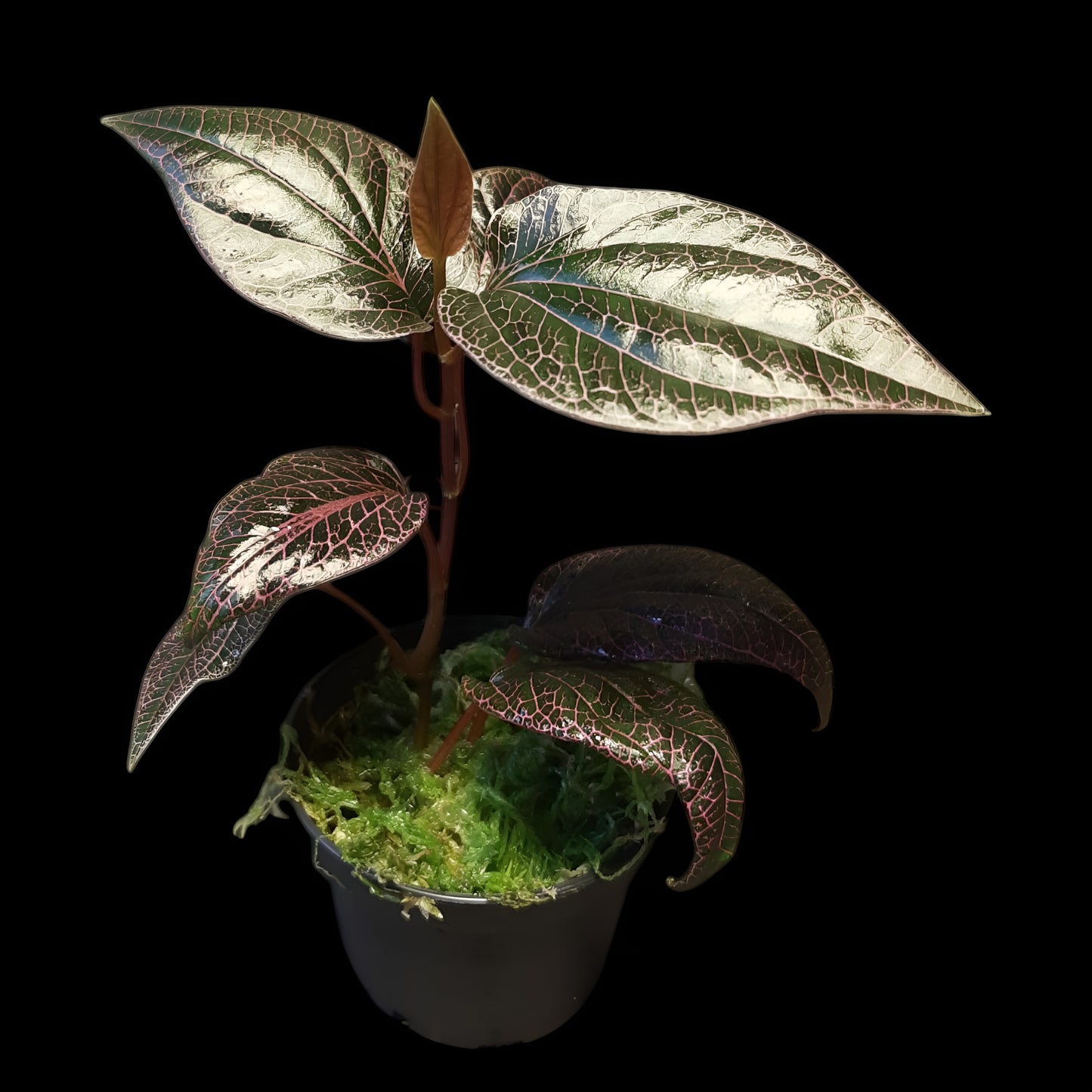 Rarität! Piper pink veins, Rankpflanze fürs Regenwald Terrarium