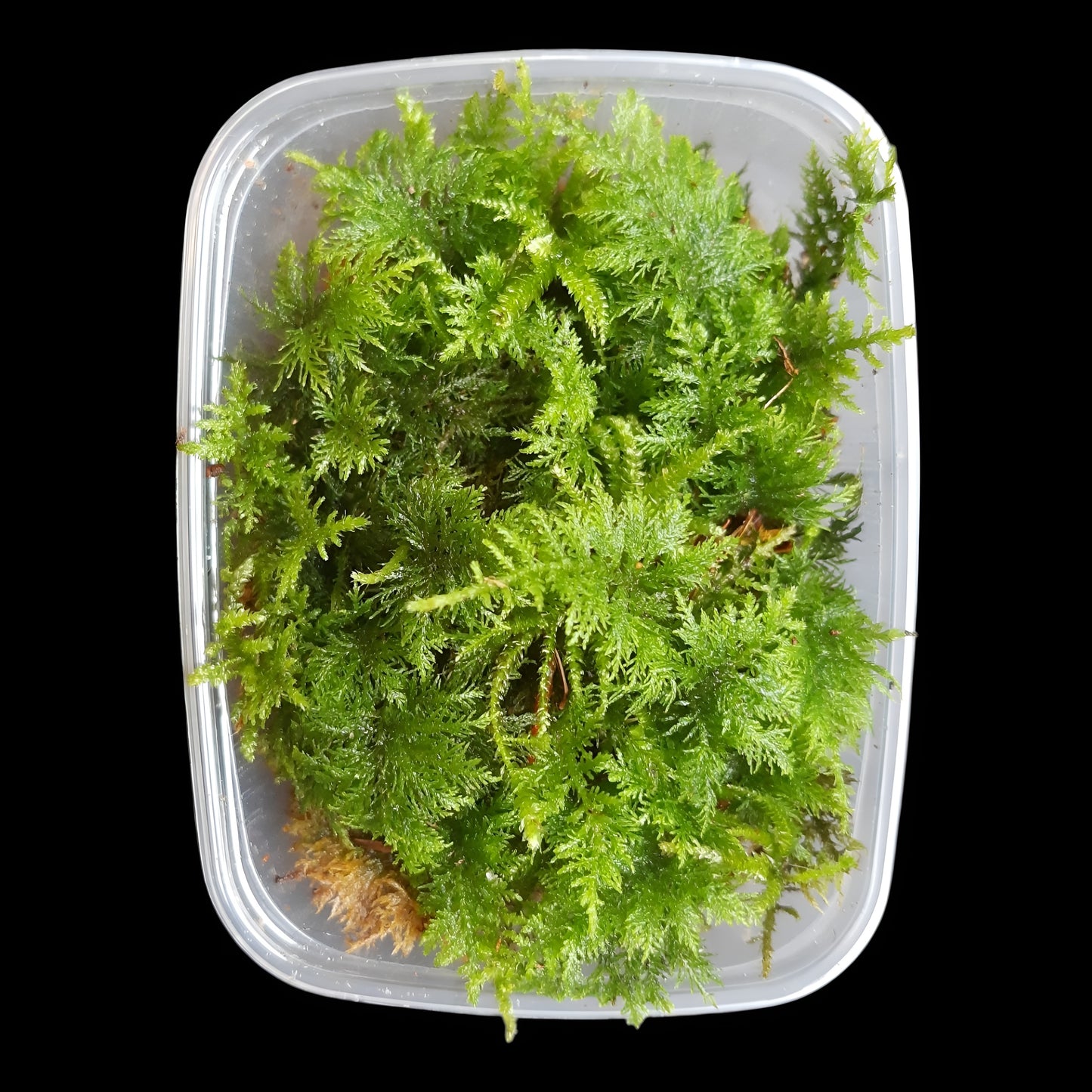 Thuja Moos, (Thuidium tamariscinum)