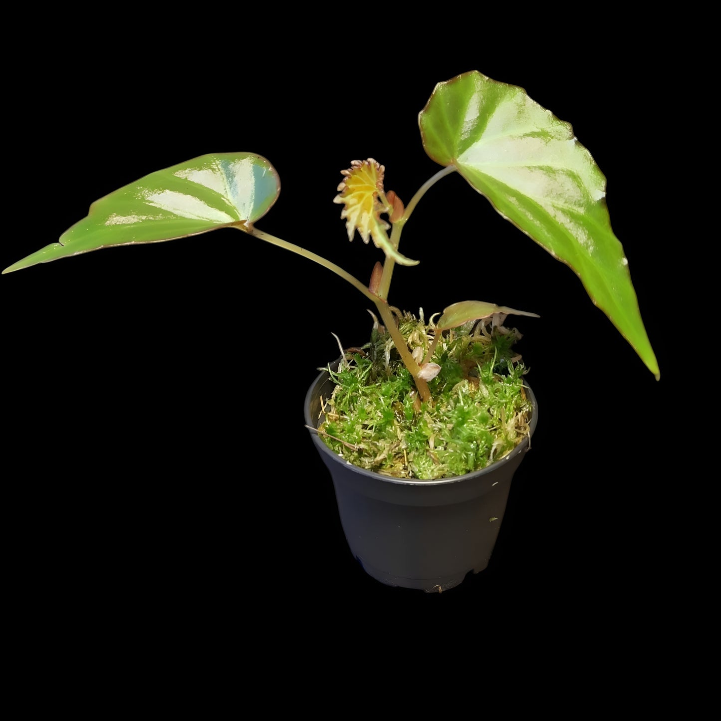 Begonia borneensis