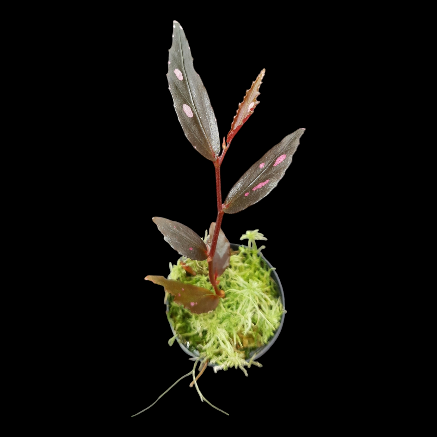 RaritÀt! Begonia julau "Typ 2"