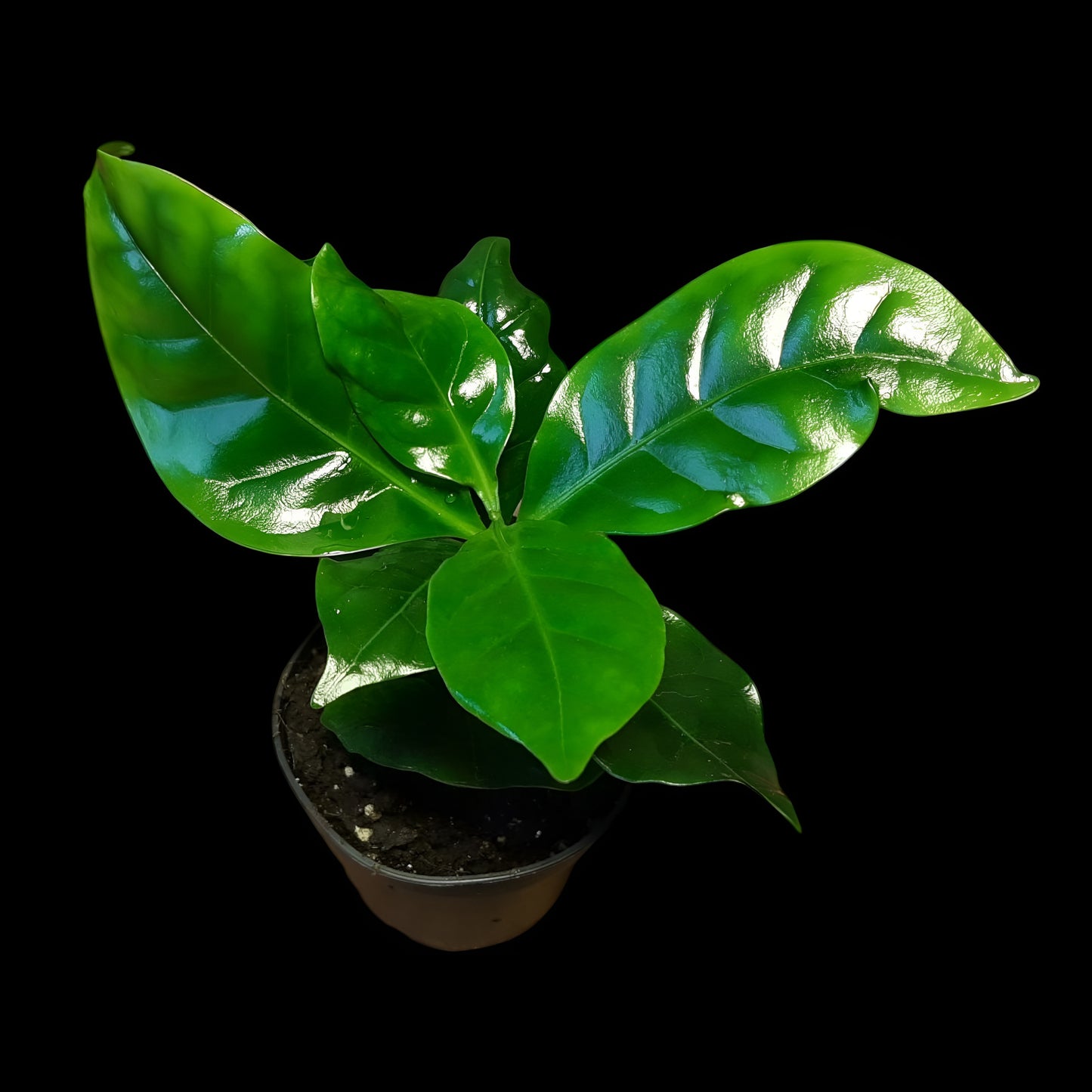 Coffea arabica