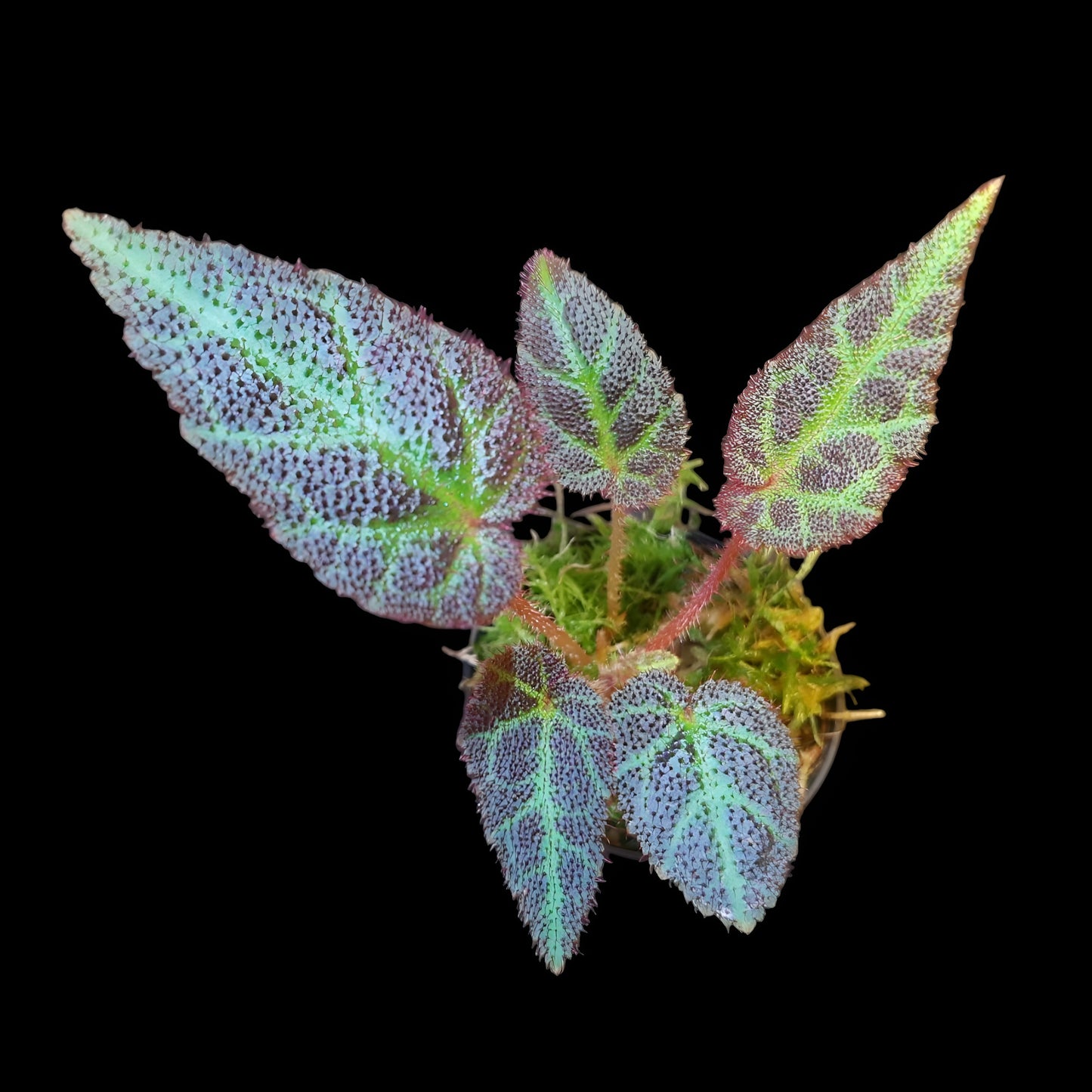Begonia Sumatra utara