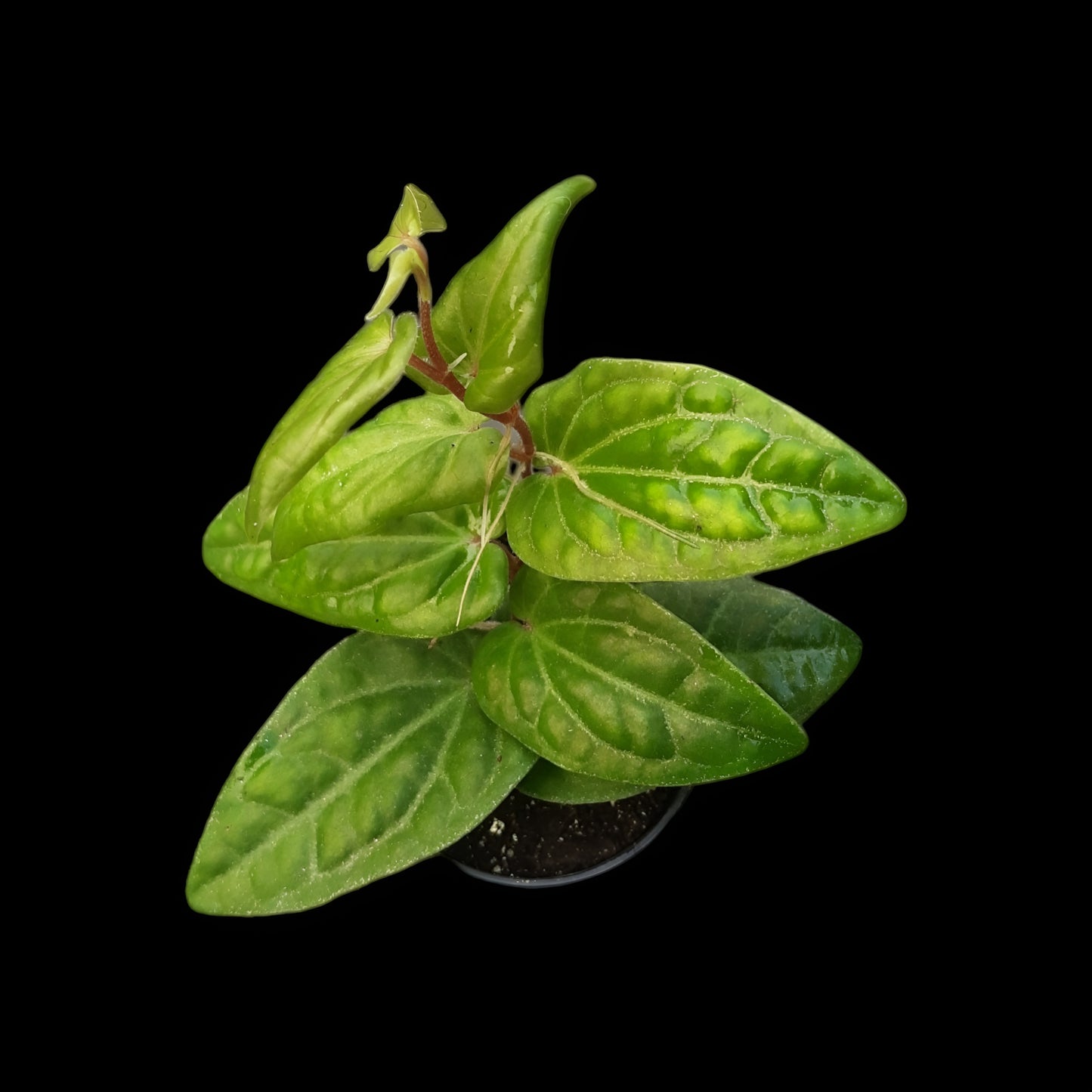 Piper ribesioides , Rankpflanze für Regenwald-Terrarien
