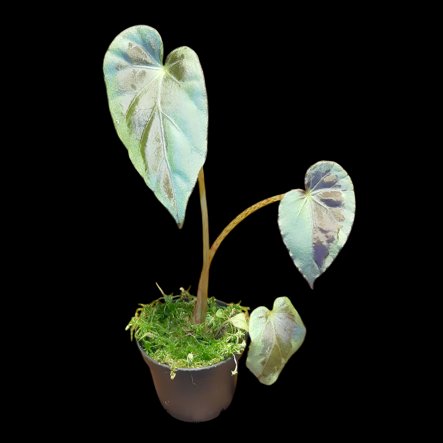 Begonia burkillii silver edge