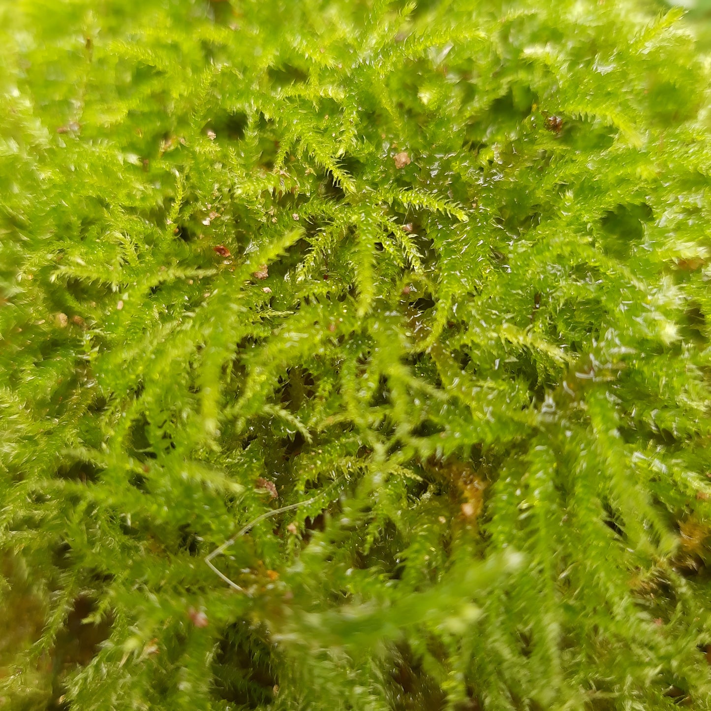 Gestreiftes Schönschnabelmoos (Eurhynchium striatum)