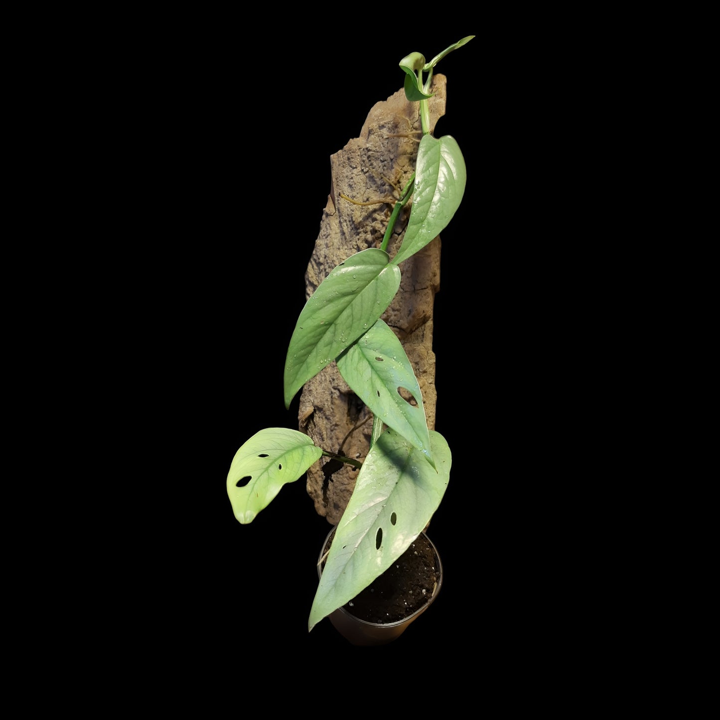 Efeutute, Epipremnum "Cebu Blue"