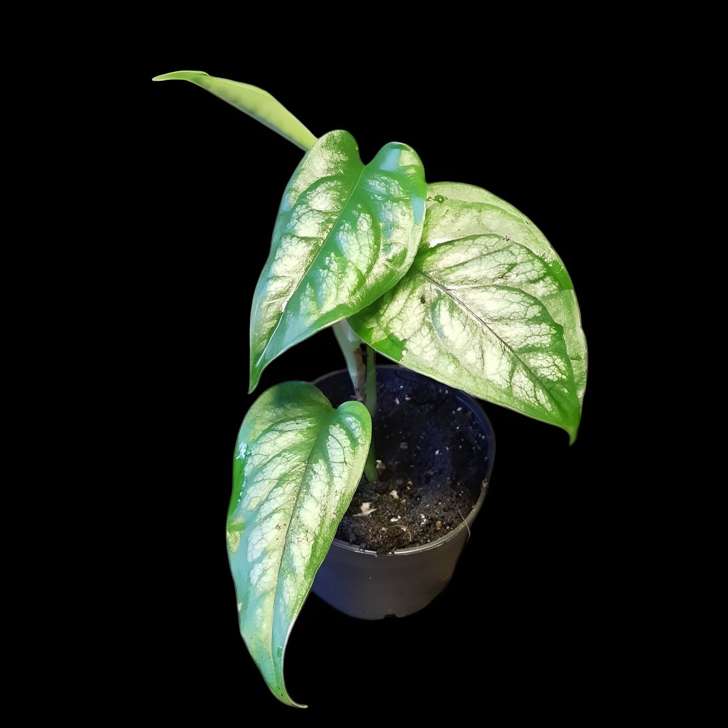 Monstera siltepecana