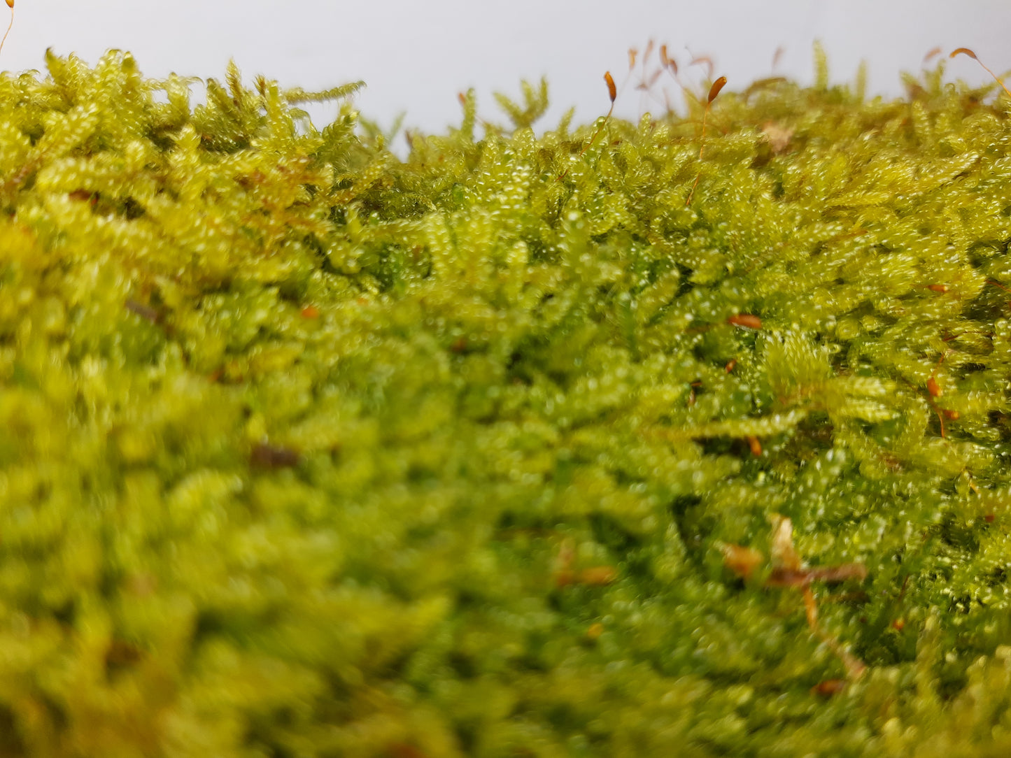 Zypressenschlafmoos (Hypnum cupressiforme)