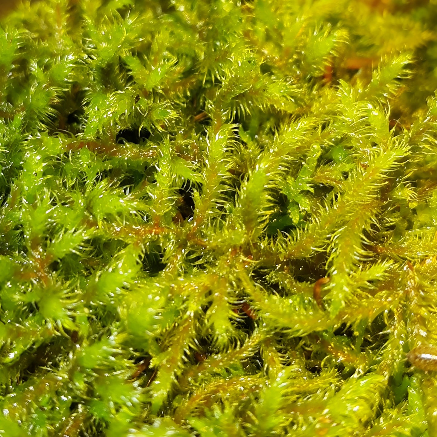 Rhytidiadelphus loreus Schöner Runzelpeter
