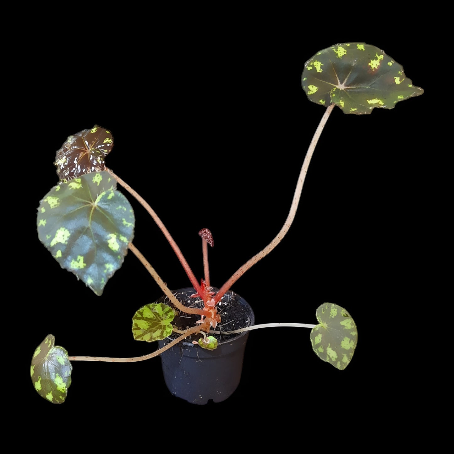 Begonia bowerae tiger