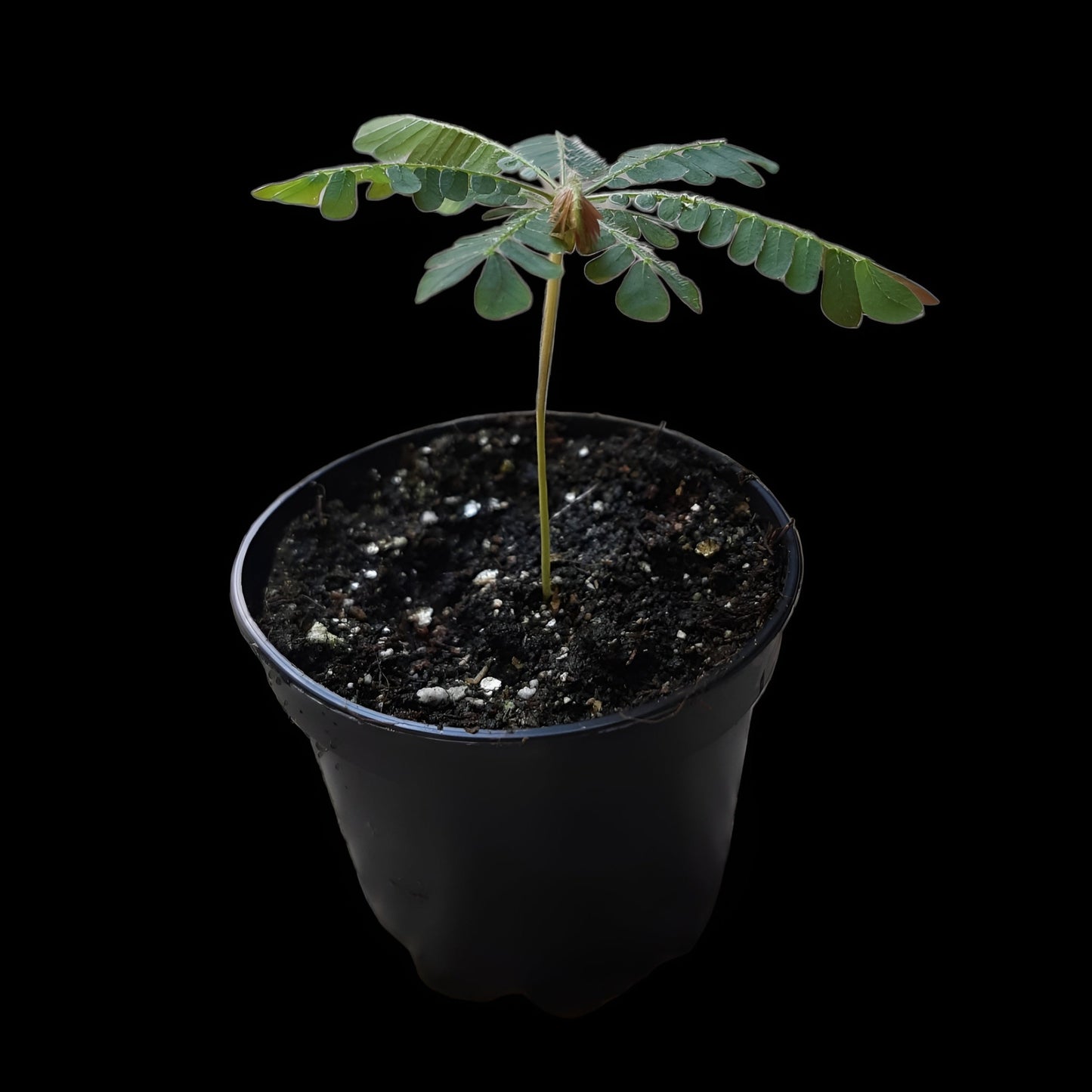Biophytum sensitivum, Südseepalme
