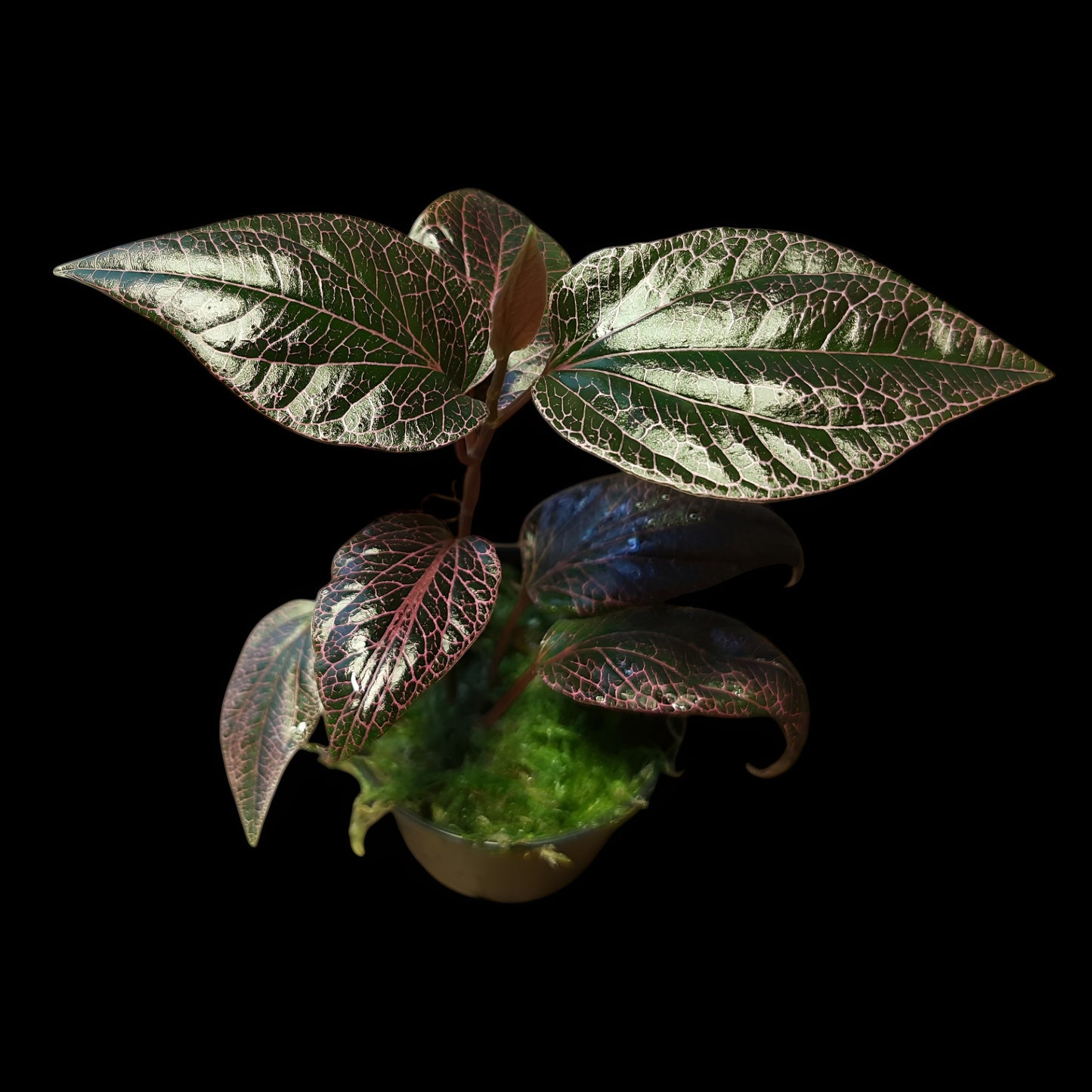 Rarität! Piper pink veins, Rankpflanze fürs Regenwald Terrarium