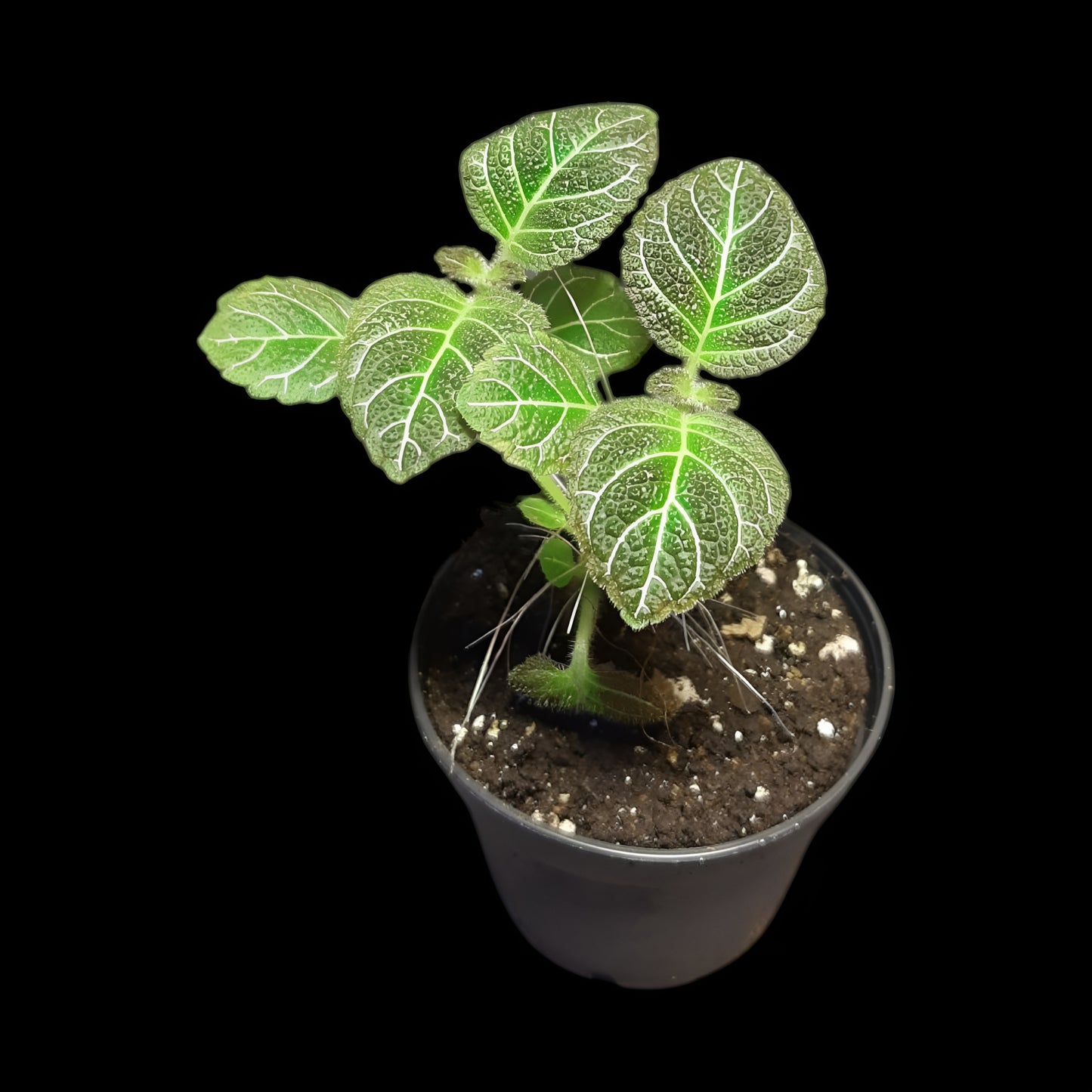 Pearcea hypocyrtiflora