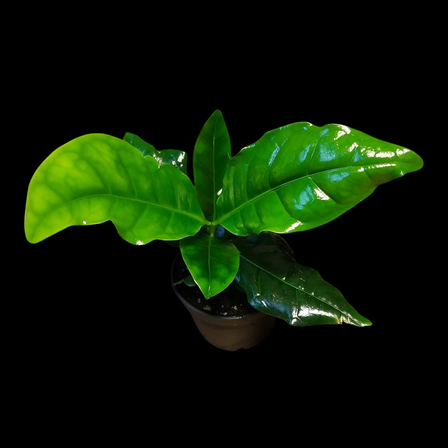 Coffea arabica