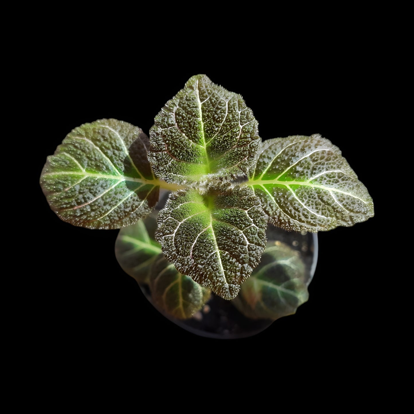Pearcea hypocyrtiflora