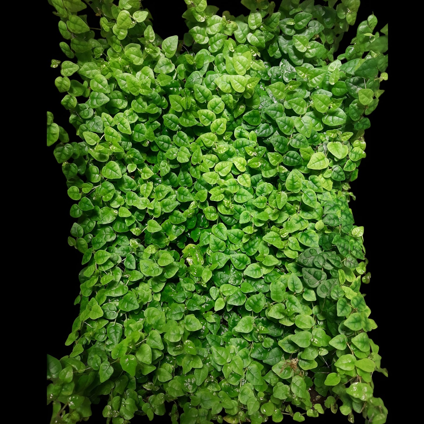 Ficus pumila minima, Rankpflanze für Regenwald-Terrarien