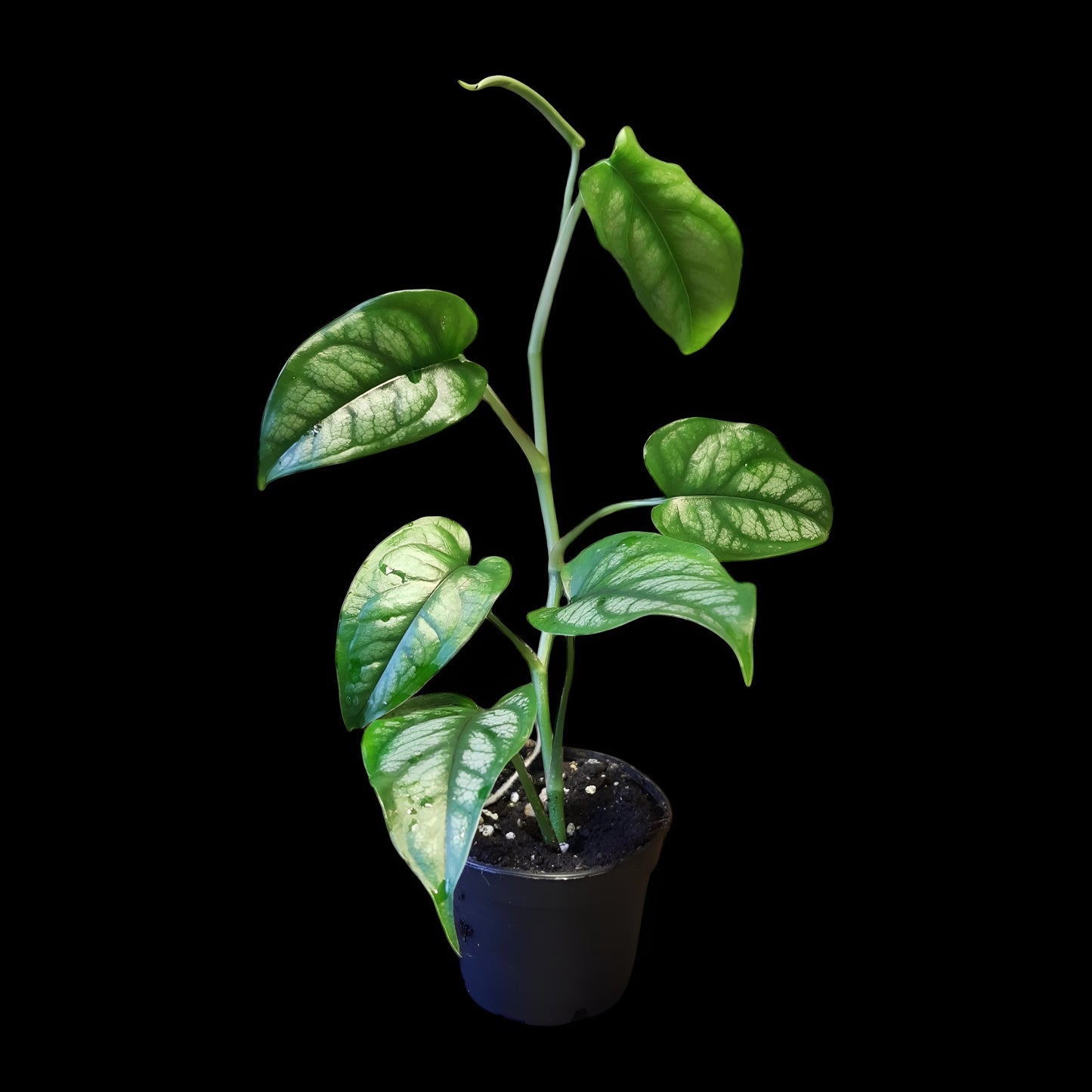 Monstera siltepecana