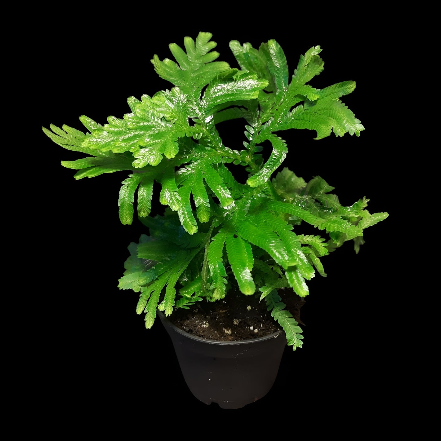 Selaginella suriname